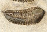 Cluster Of Ordovician Trilobites (Sokhretia?) - Erfoud, Morocco #186745-4